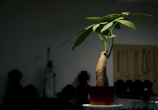 发财树的冬季养护 发财树冬季应如何养护