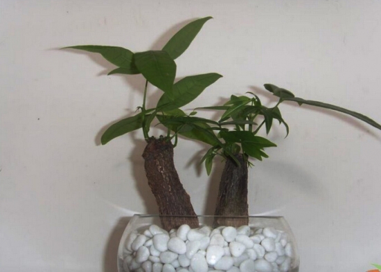 水培的发财树 发财树的茎杆基部瘦弱、分枝少如何办