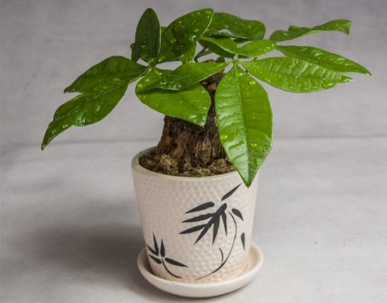 发财树的繁殖办法：可播种繁殖亦可扦插繁殖