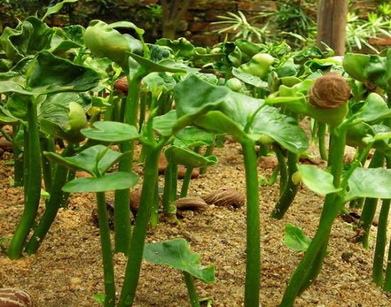 发财树的繁殖办法：可播种繁殖亦可扦插繁殖