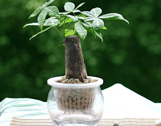 发财树的繁殖办法：可播种繁殖亦可扦插繁殖