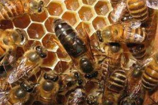 引诱蜜蜂最快的办法，5种快速招引蜜蜂的小妙招