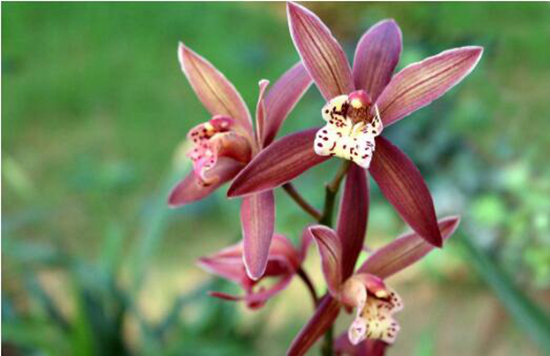 植物趣闻|为何黑色花卉很少见？