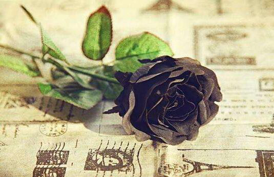 植物趣闻|为何黑色花卉很少见？