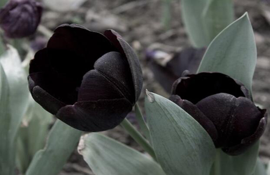 植物趣闻|为何黑色花卉很少见？
