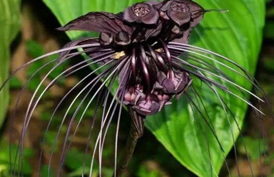 植物趣闻|为何黑色花卉很少见？