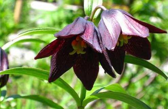 植物趣闻|为何黑色花卉很少见？