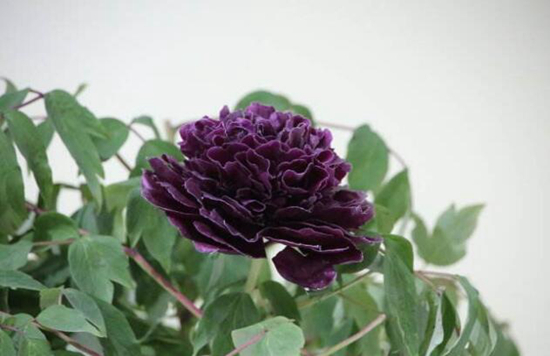 植物趣闻|为何黑色花卉很少见？