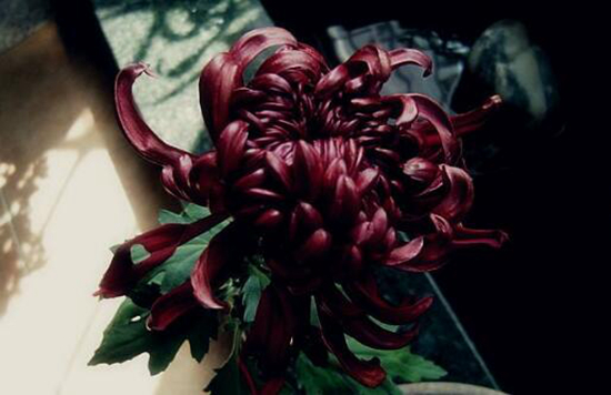 植物趣闻|为何黑色花卉很少见？