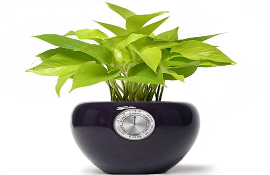 植物趣闻|神奇的植物开花“生物钟”