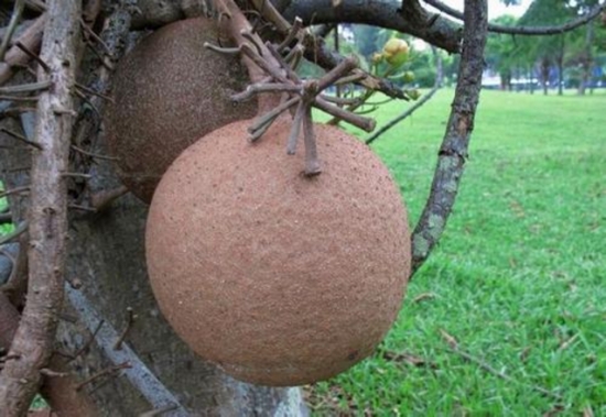 炸弹树会爆炸吗？爆炸威力近似于小型手雷，是世界上杀伤力最大的树