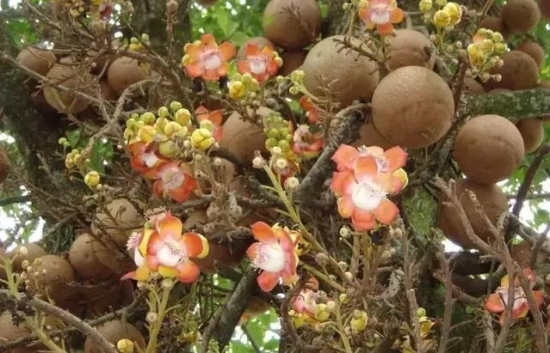 炸弹树会爆炸吗？爆炸威力近似于小型手雷，是世界上杀伤力最大的树