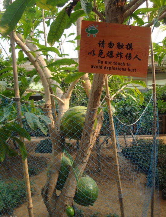 炸弹树会爆炸吗？爆炸威力近似于小型手雷，是世界上杀伤力最大的树