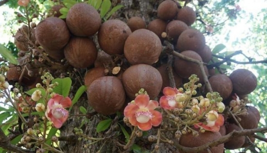 炸弹树会爆炸吗？爆炸威力近似于小型手雷，是世界上杀伤力最大的树