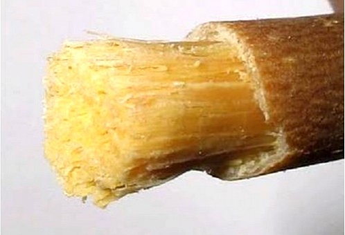 植物奇趣大观：庄稼竟然也能长出肉！