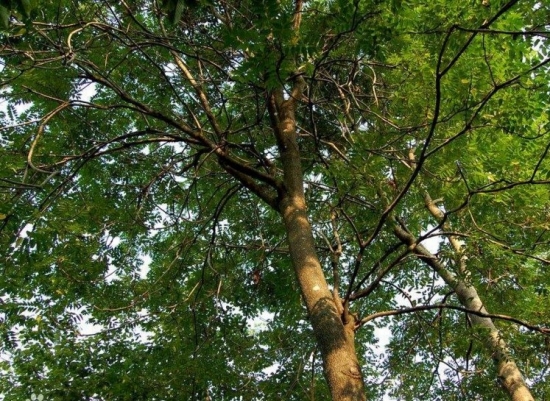 植物奇趣大观：庄稼竟然也能长出肉！