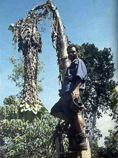 这些常见水果没驯化前居然长这样