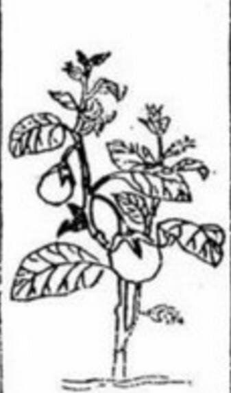 这些常见水果没驯化前居然长这样