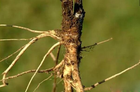 这些常见水果没驯化前居然长这样