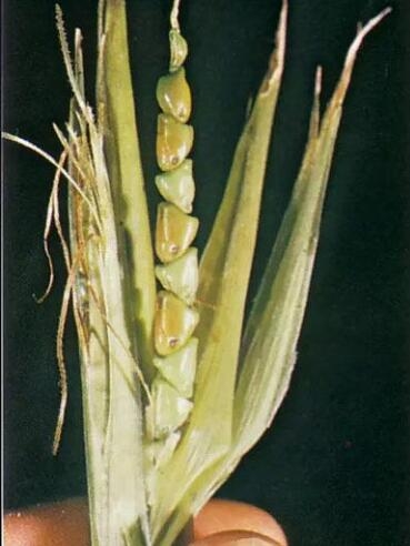 这些常见水果没驯化前居然长这样