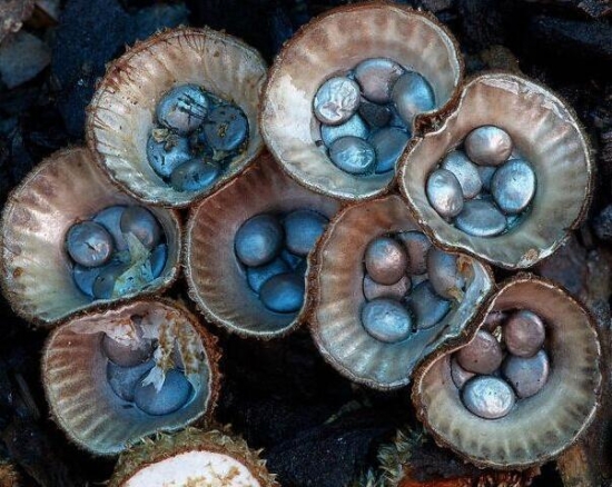 罕见蘑菇大观：15种罕见蘑菇，你一定没见过