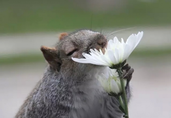 动物亲吻植物 动物与自然:动物与植物有趣的瞬间