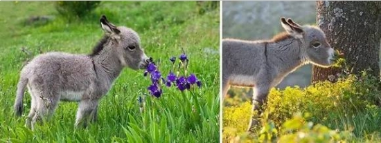 动物亲吻植物 动物与自然:动物与植物有趣的瞬间
