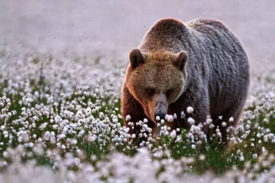 动物亲吻植物 动物与自然:动物与植物有趣的瞬间