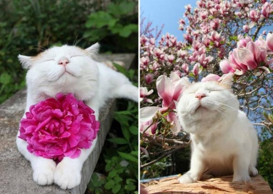 动物亲吻植物 动物与自然:动物与植物有趣的瞬间