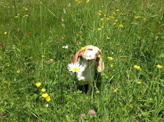 动物亲吻植物 动物与自然:动物与植物有趣的瞬间
