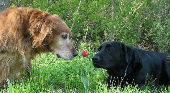 动物亲吻植物 动物与自然:动物与植物有趣的瞬间