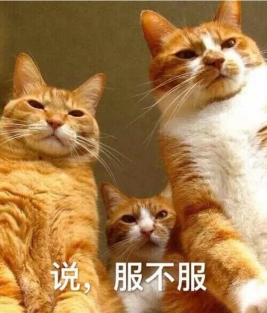 仙人掌上的猫