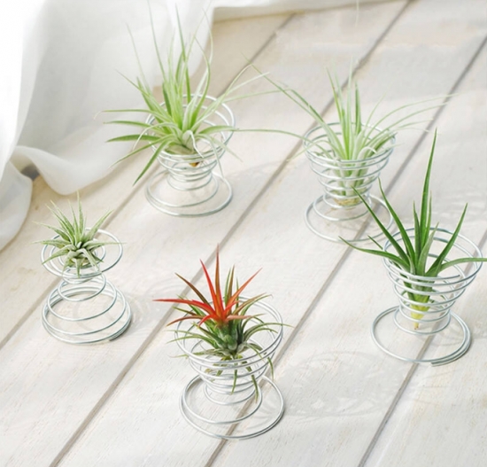 懒人植物推荐：8种超级好养的植物，你越懒它长得越好