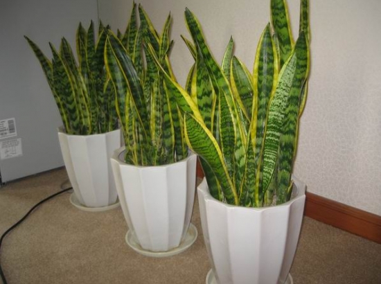 懒人植物推荐：8种超级好养的植物，你越懒它长得越好