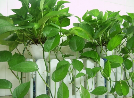 懒人植物推荐：8种超级好养的植物，你越懒它长得越好