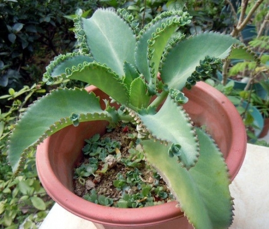 懒人植物推荐：8种超级好养的植物，你越懒它长得越好