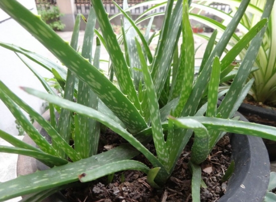 懒人植物推荐：8种超级好养的植物，你越懒它长得越好