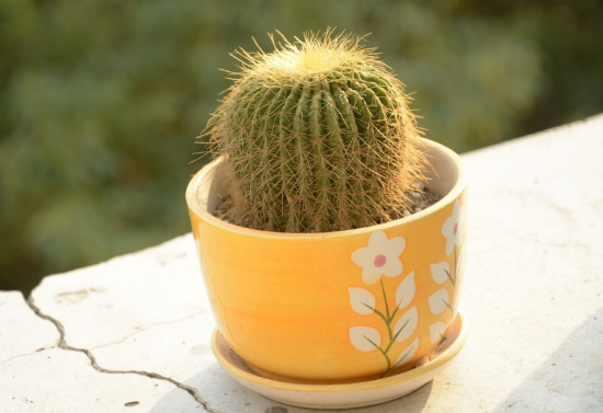 懒人植物推荐：8种超级好养的植物，你越懒它长得越好