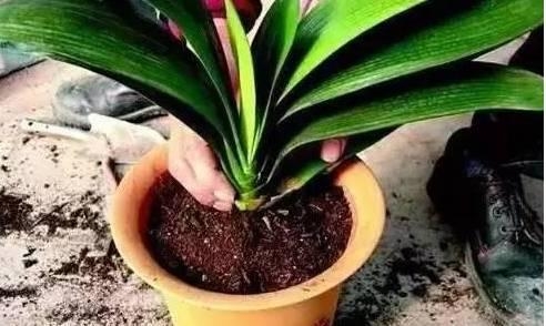 无良商家6种常见“套路”，买盆栽时一定留意！