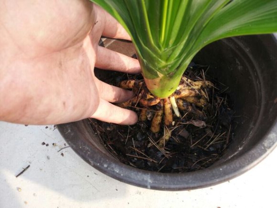 无良商家6种常见“套路”，买盆栽时一定留意！