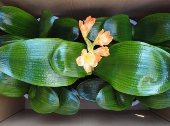 无良商家6种常见“套路”，买盆栽时一定留意！