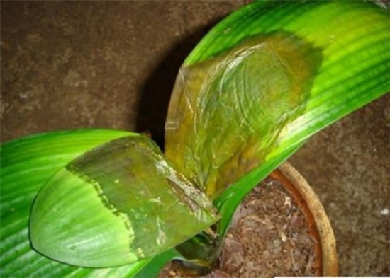 无良商家6种常见“套路”，买盆栽时一定留意！