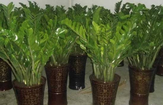 无良商家6种常见“套路”，买盆栽时一定留意！