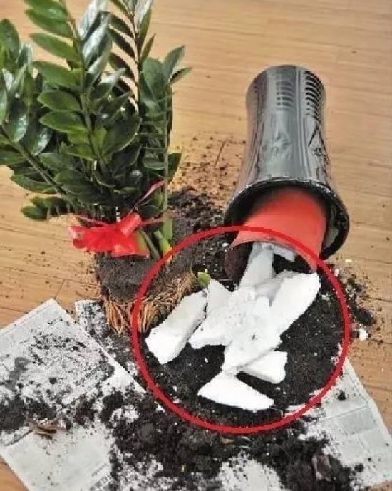 无良商家6种常见“套路”，买盆栽时一定留意！