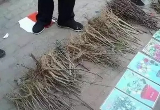 无良商家6种常见“套路”，买盆栽时一定留意！