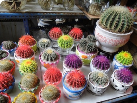 无良商家6种常见“套路”，买盆栽时一定留意！