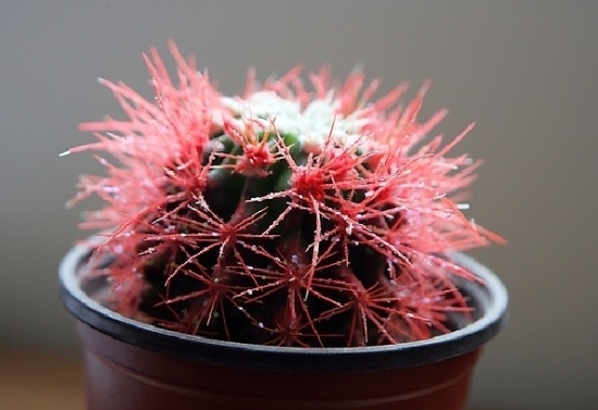 无良商家6种常见“套路”，买盆栽时一定留意！