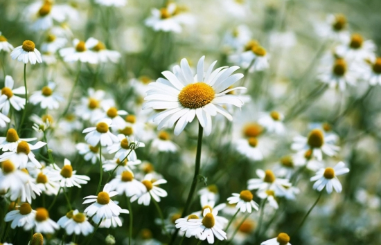 关于植物的10个冷知识，你知道多少