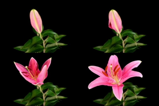 关于植物的10个冷知识，你知道多少