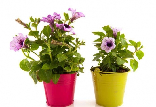 关于植物的10个冷知识，你知道多少